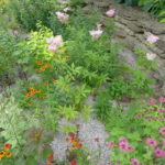 How to Design a Rain Garden