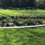 How to Design a Rain Garden