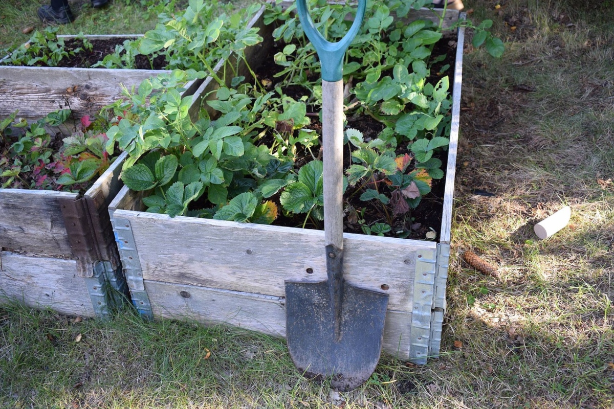 raised garden beds