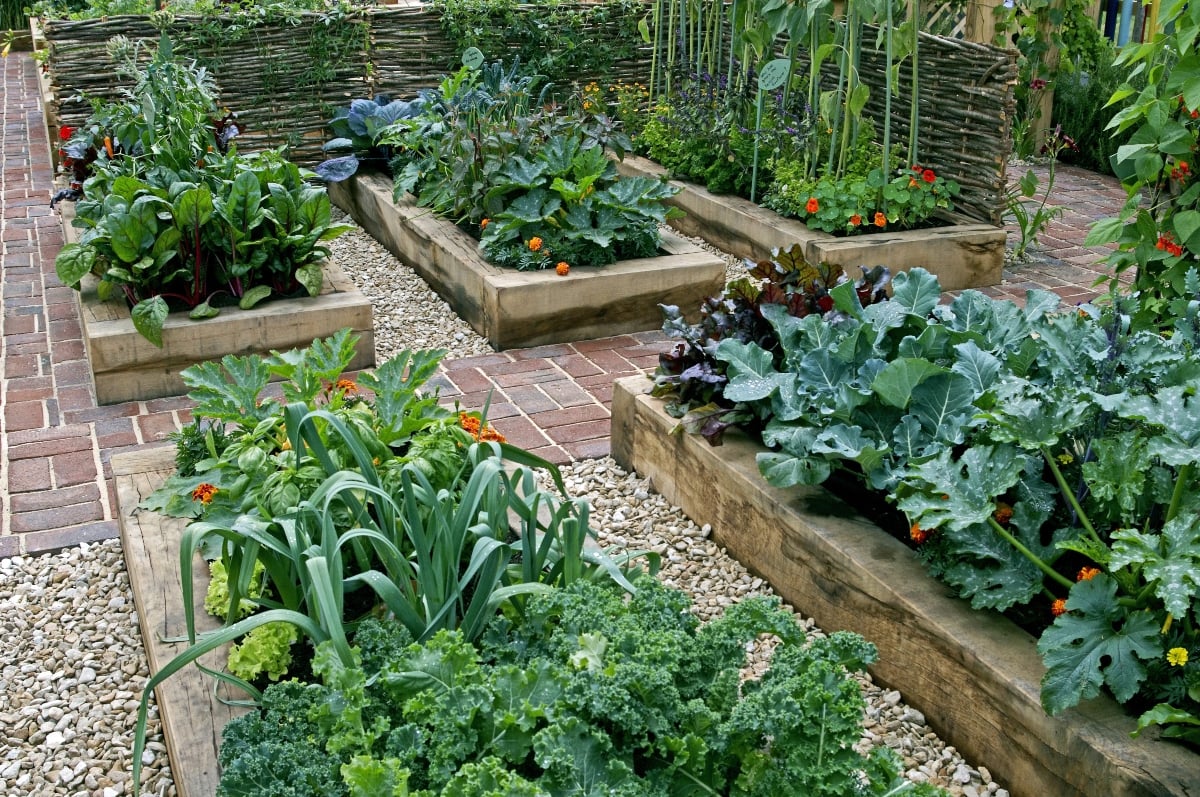 raised garden vegetable beds