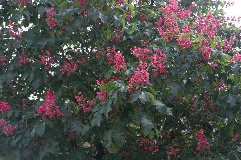 red buckeye tree in bloom with red flower clusters