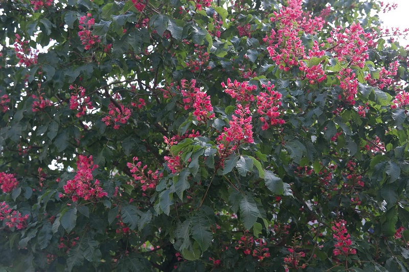 red buckeye tree in bloom with red flower clusters