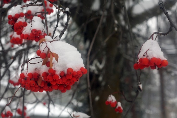 Red winter berries covered in snow