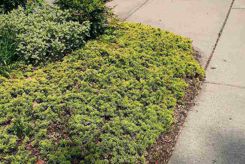 Ground Cover Plants