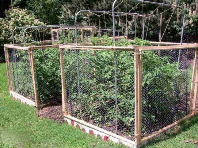 Small herb container garden growing next to a trellis