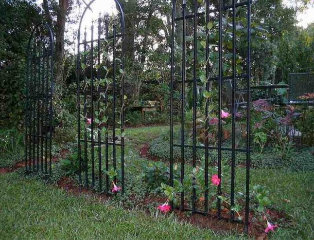 Metal trellis with pink, climbing flowers