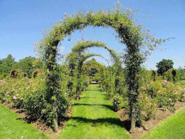 Trellis covered in green vines make a tunnel