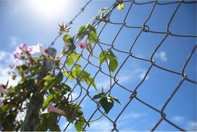 Pink flowers and green vines growing on a wire trellis