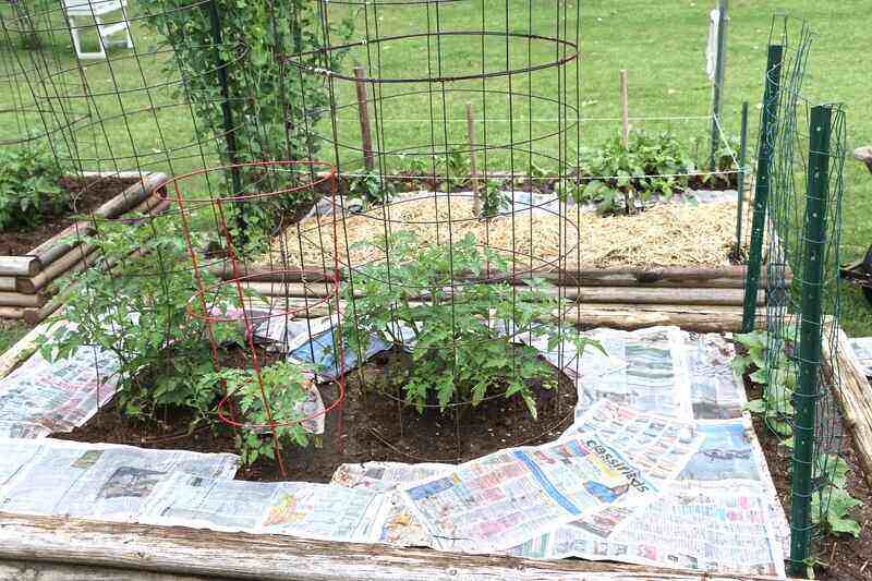 Newspaper laid in a vegetable garden
