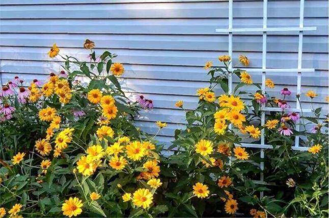 Pink and yellow flowers grow up a white flower bed trellis