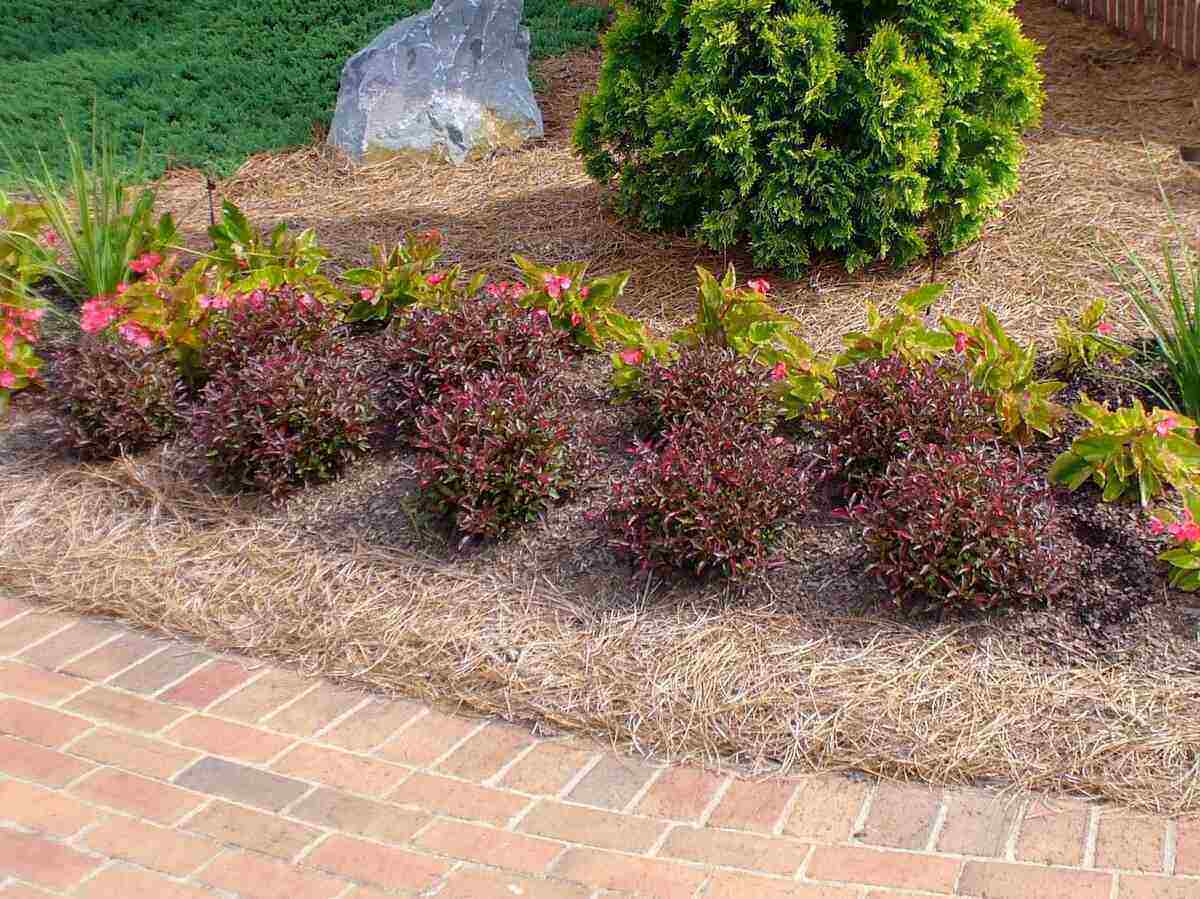 Landscape bed with shrubs surrounded by mulch