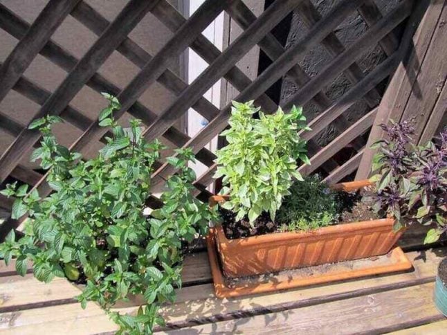 Vegetables growing on a rope and bamboo trellis