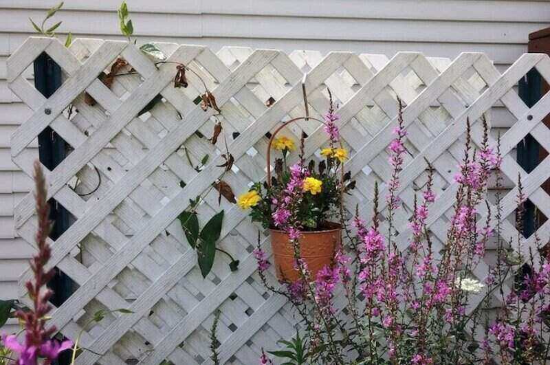 White privacy screen trellis with a potted plant hanging on the lattice work