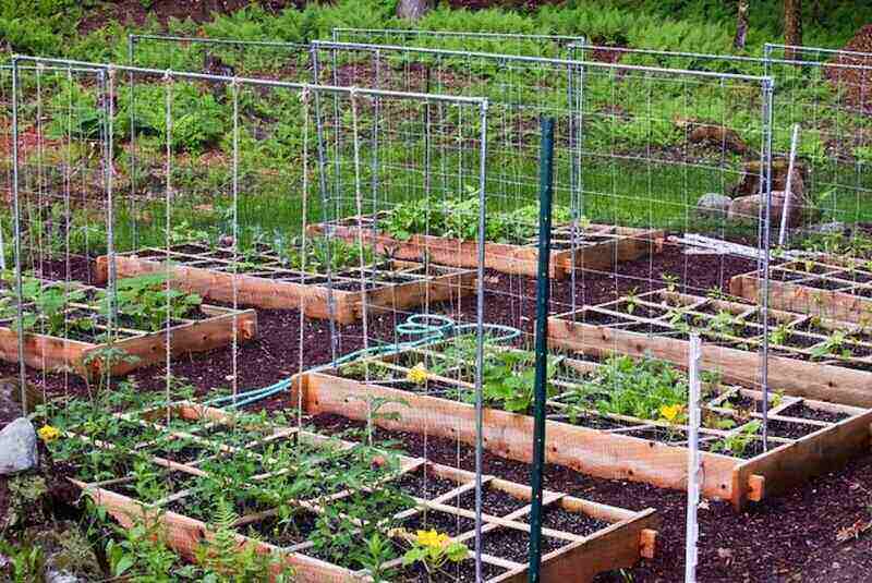 Metal trellises in garden beds