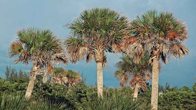 Several sabal palm trees