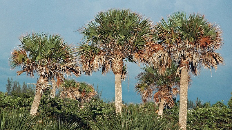 Several sabal palm trees