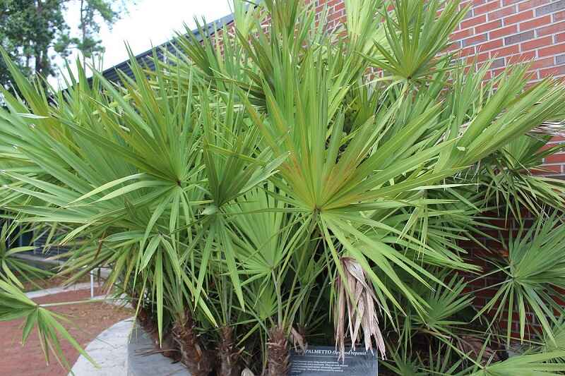 Saw palmetto fronds