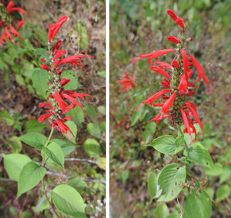 Two side-by-side images of scarlet sage plant in bloom