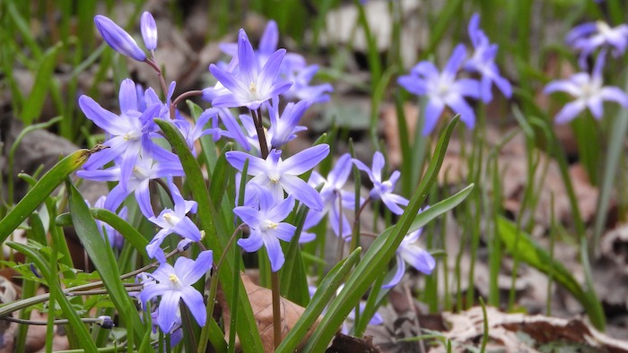 Blooming chionodoxa