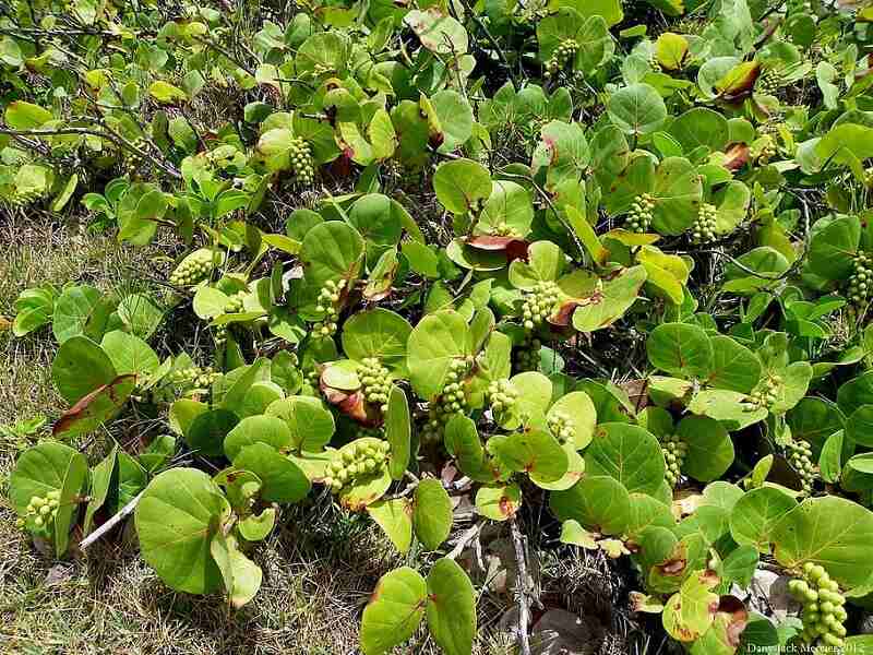 Seagrape leaves