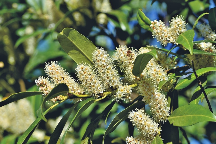 skip cherry laurel tree