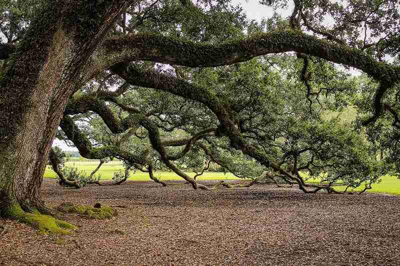 Long oak branches