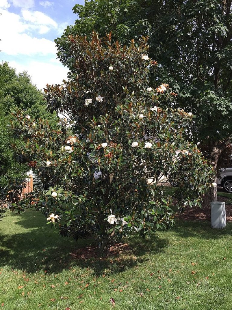 Small southern magnolia tree with white flowers