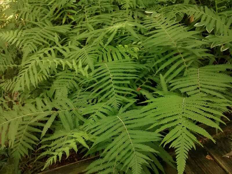 Southern shield fern fronds