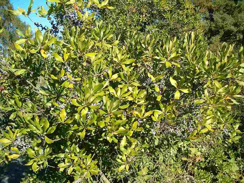 Southern wax myrtle leaves