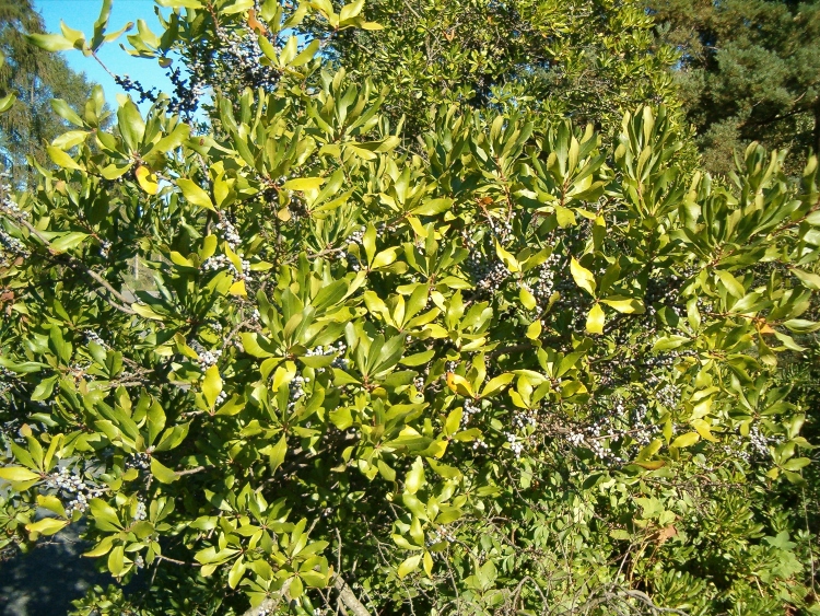 southern wax myrtle