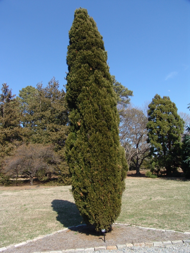 spartan juniper tree