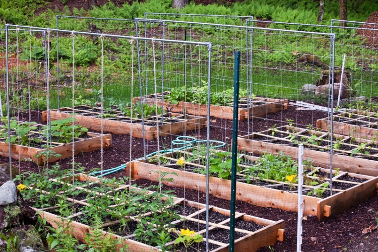 square foot gardening