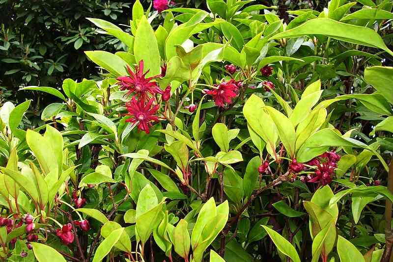 Red flowers of the star anise shrub