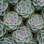 How to Create a Succulent Garden