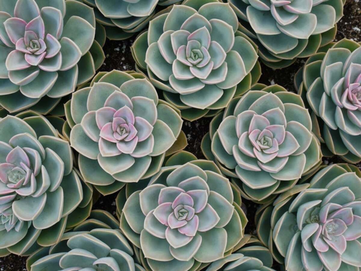 succulent plants in a garden