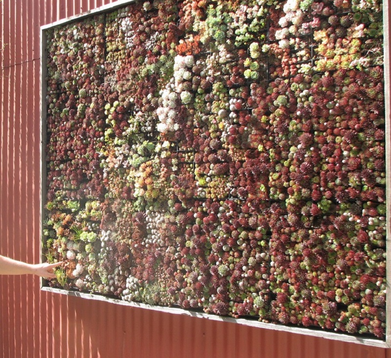 Succulents growing in a living wall