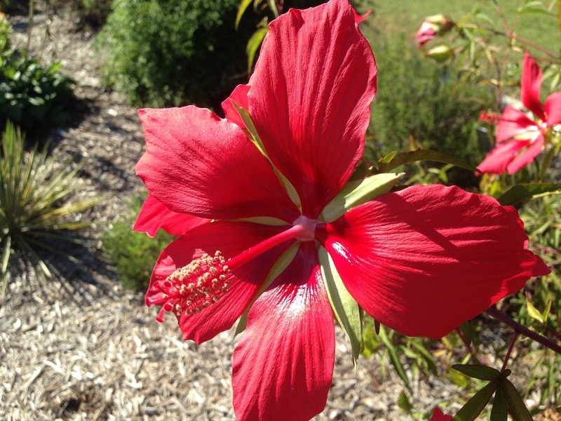 Bright pink swamp mallow flower