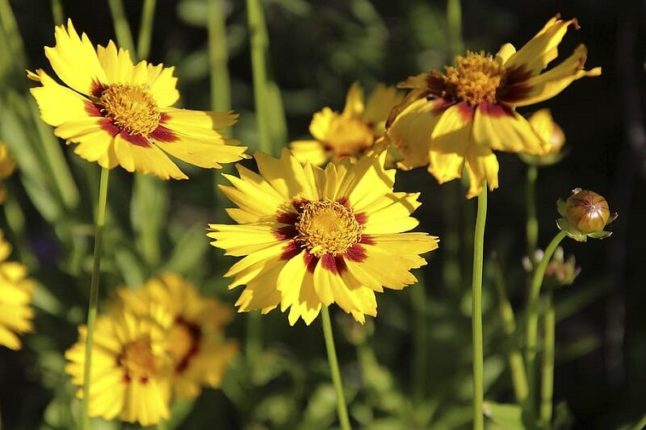 Three bright yellow tickseed flowers