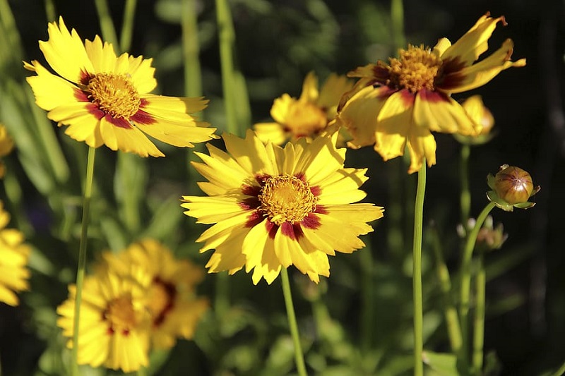 Three bright yellow tickseed flowers