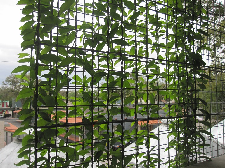 Black metal trellis with leafy vines growing through it