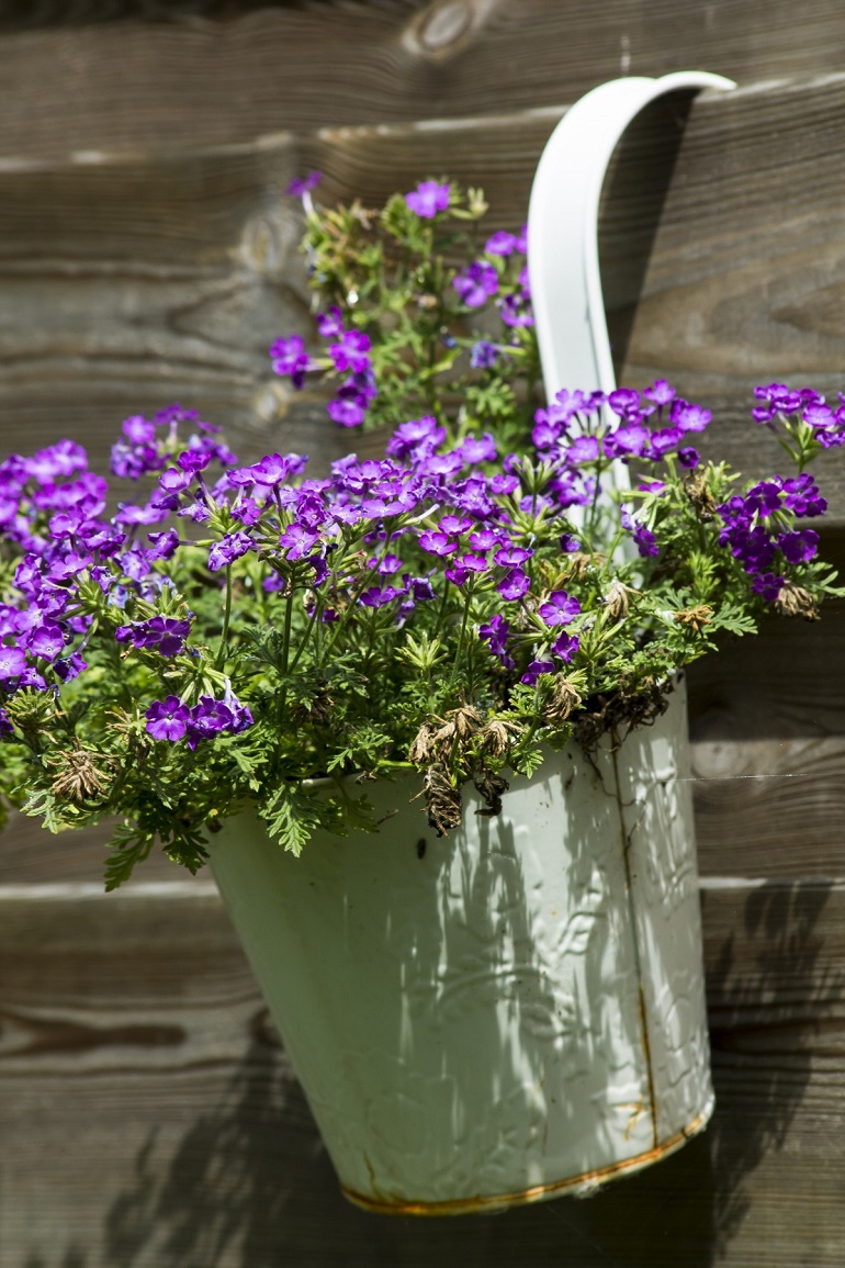 Purple flowers in white pot hanging from wooden fence