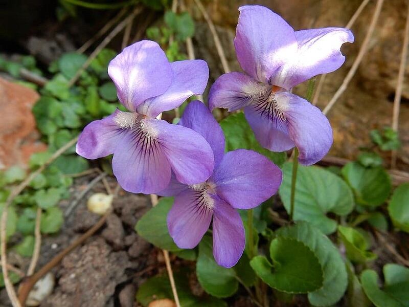 Closeup of violet flowers