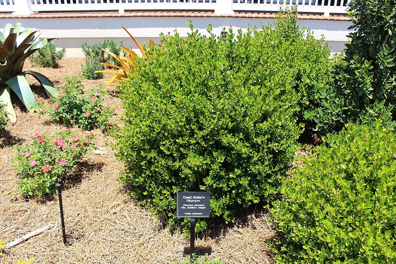 Small Walter's viburnum shrub