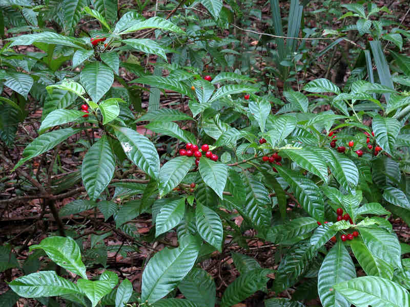wild coffee shrub with bright red berries