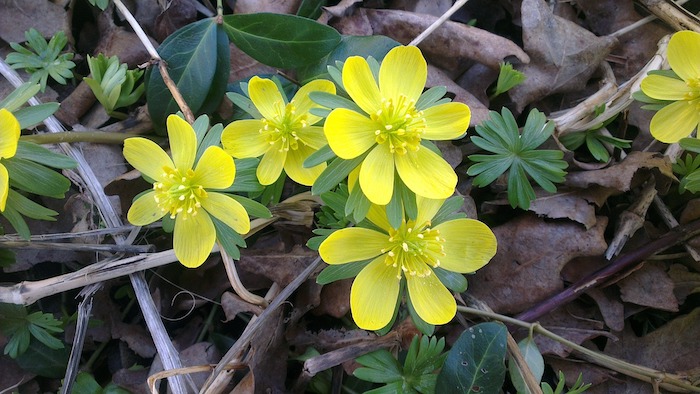 Blooming winter aconite