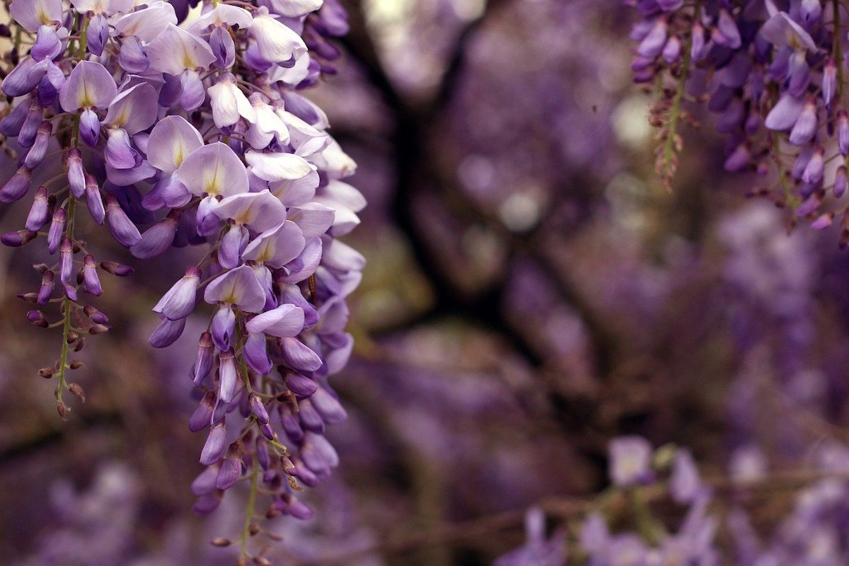 Close up of wisteria plant