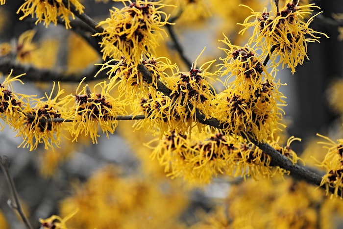 Blooming witch hazel