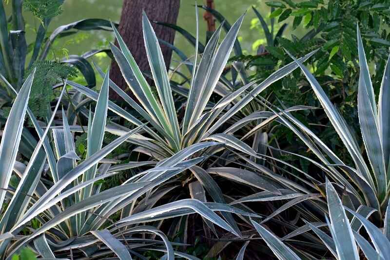 sharp leaves of a yucca plant