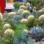 11 Ways to Use Cactus in Your Landscaping
