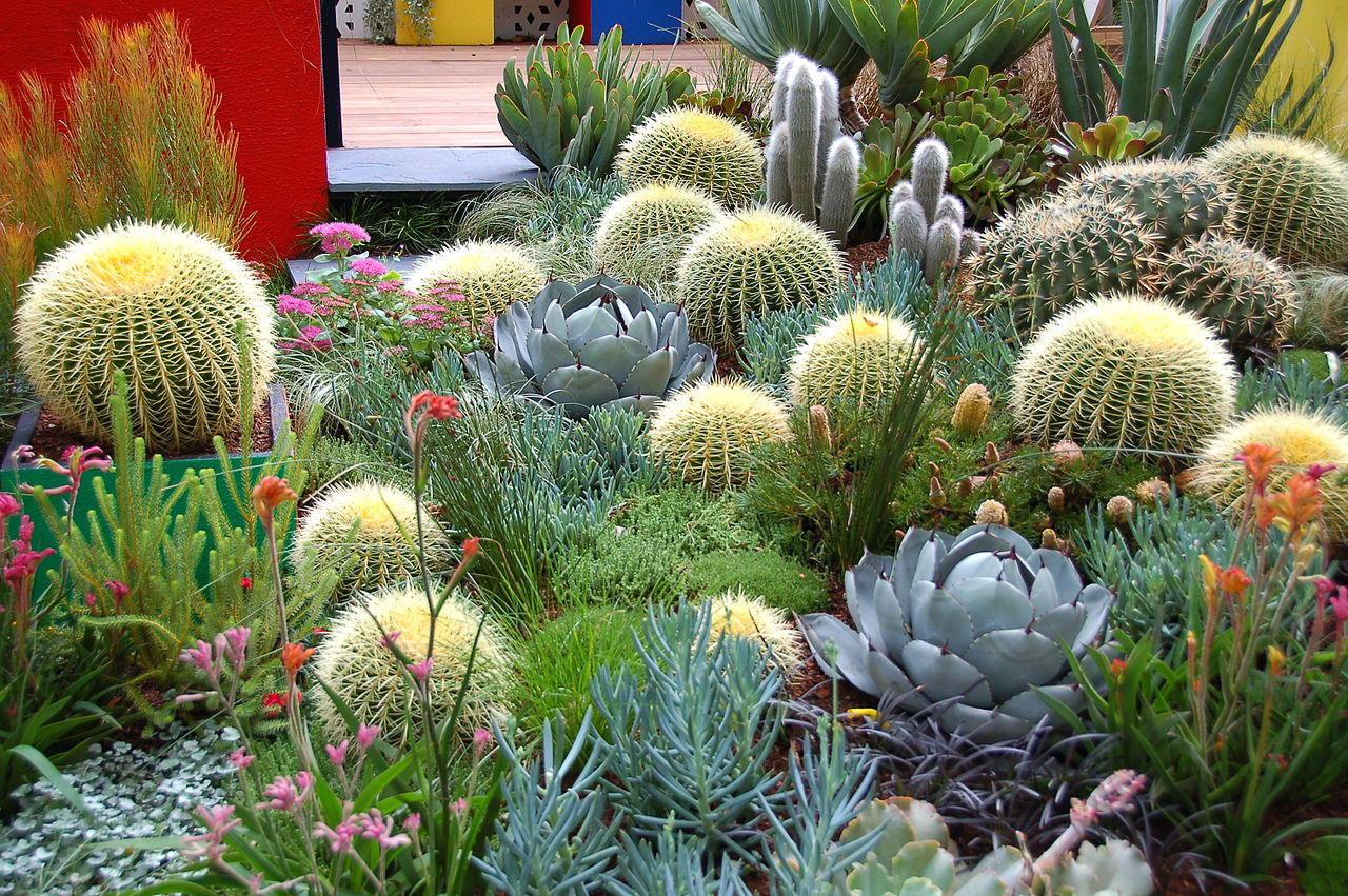 A large grouping of a variety of different color cactus plants